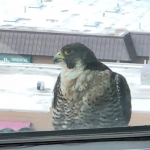 Falcon at the new office