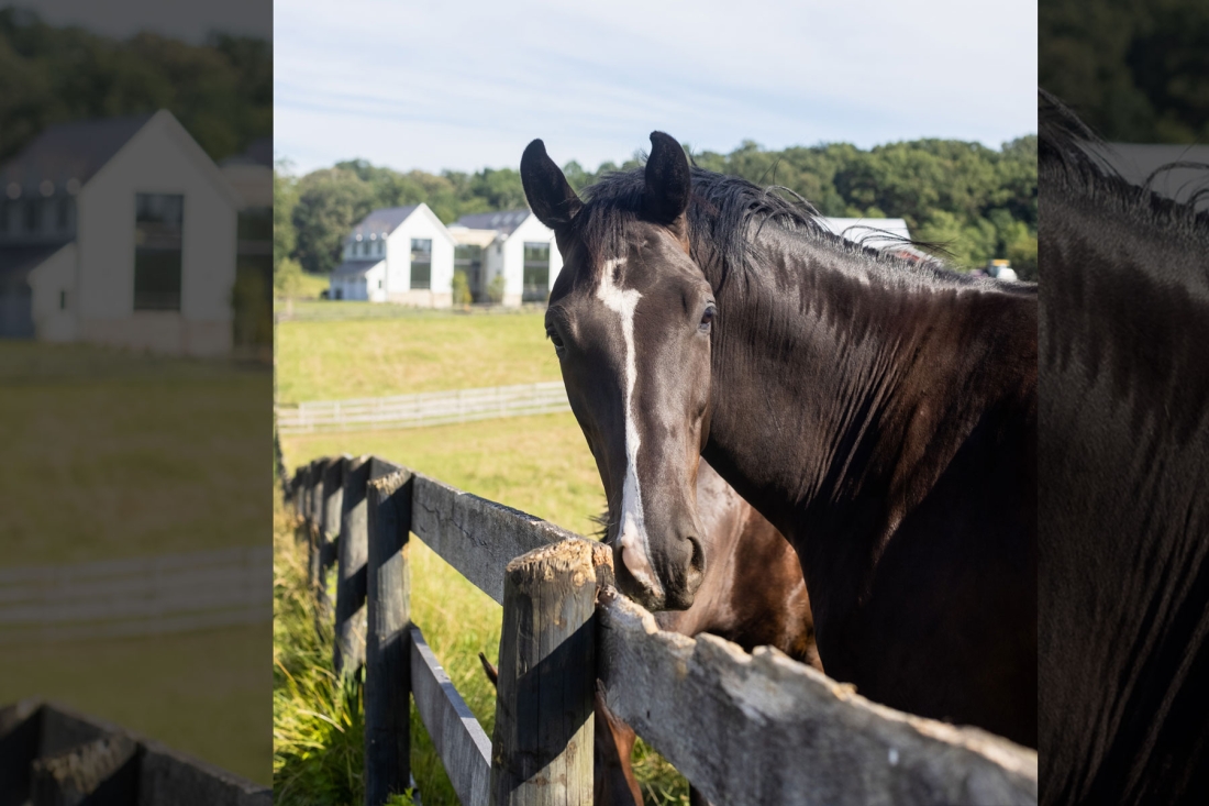 pasture-land-modern-horse-farm-Maryland-1100x733.jpg