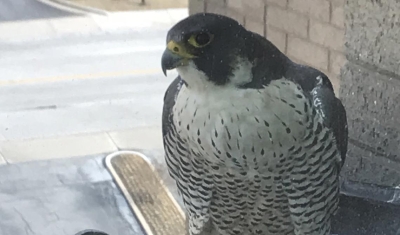 Sighting of banded Peregrine Falcon with Black over Green band in Towson, MD